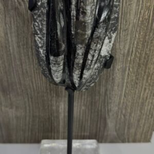 Orthocera fósil auténtico