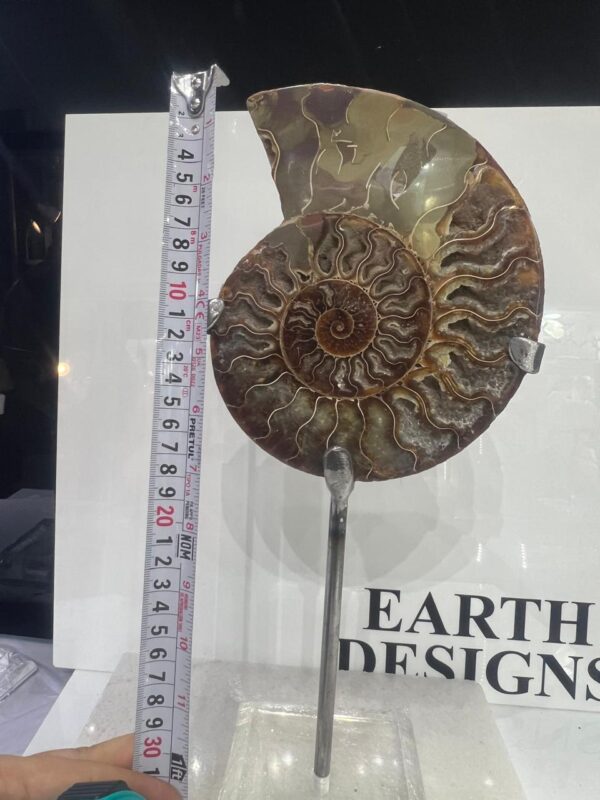 Ammonite Fosil Grande - Image 3
