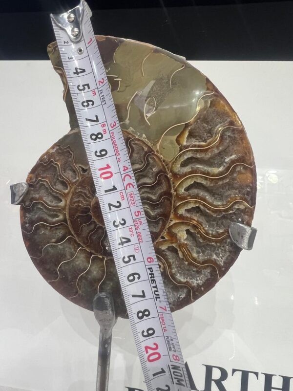 Ammonite Fosil Grande - Image 2