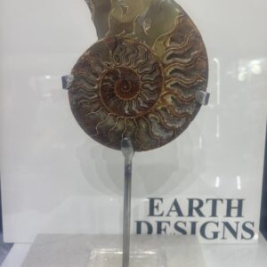 Ammonite Fosil Grande